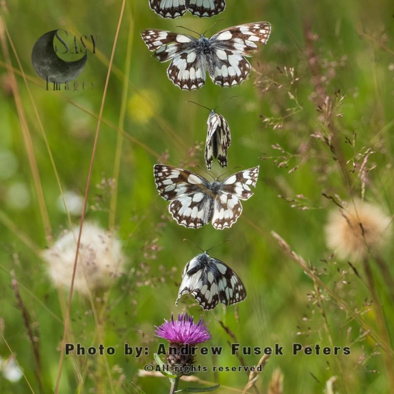 Marbled white butterfly flight sequence