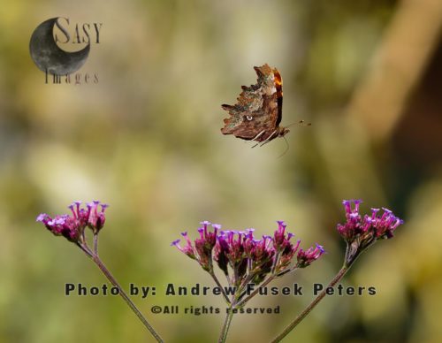 Comma butterfly in flight  named