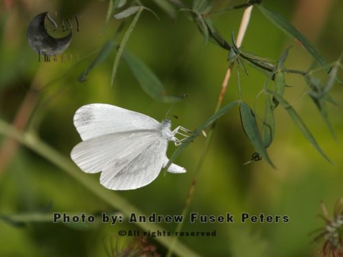 Wood white butterfly  female  egg laying