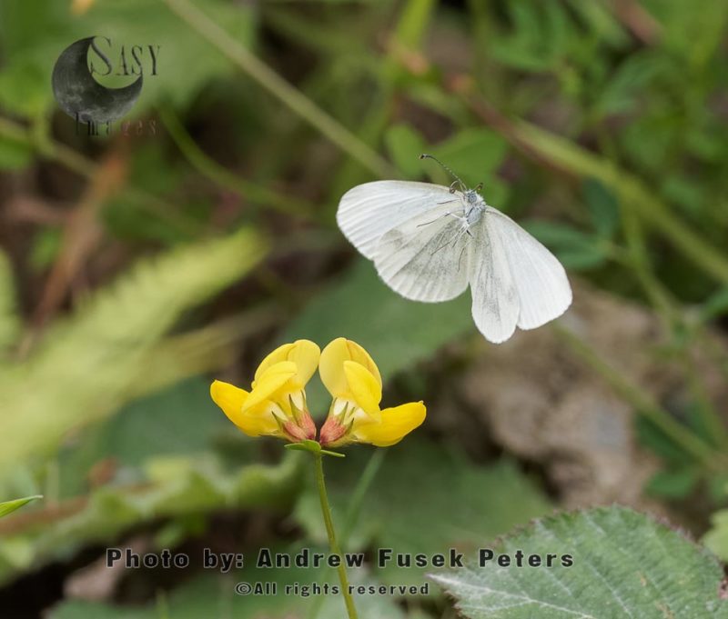 Wood white butterfly  female in flight