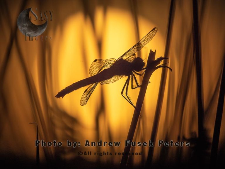 Black darter dragonfly with sunset