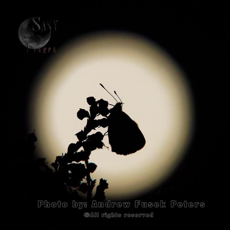 silhouette of a Small Heath butterfly at sunset