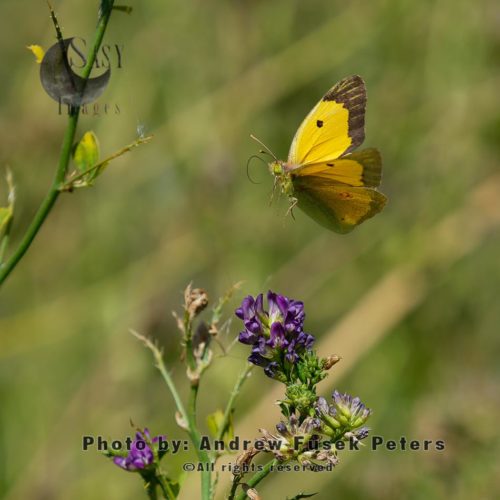 Clouded yellow butterfly  on Lucerne flowers