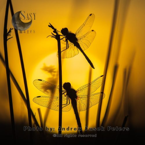 Black darter dragonflies with sunset
