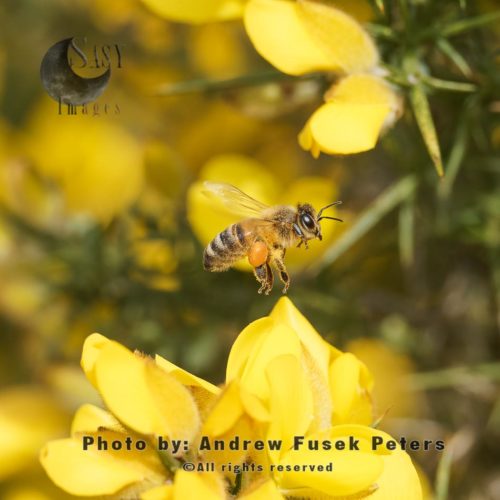 European honey bee in flight