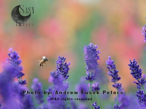 European honey bee flying in the lavender field