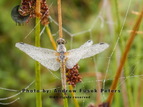 Black darter dragonfly overed in dew