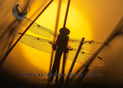 Four-spotted chaser dragonfly at sunset