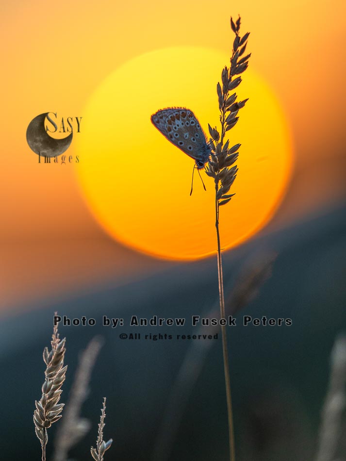 Common blue butterfly female at sunset