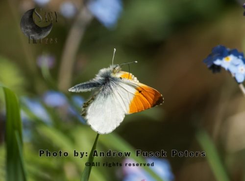 Male Orange-Tip in flight