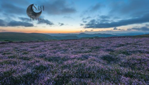 Dawn with heather in bloom on the Long Mynd