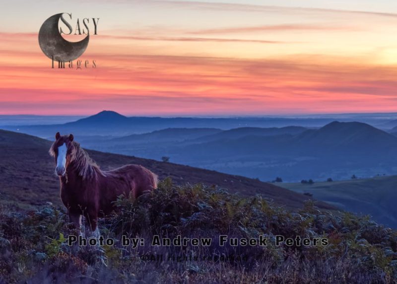 Pony at dawn on the Long Mynd