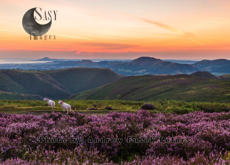 Dawn on the Long Mynd with heather in bloom