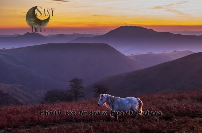Pony at dawn on the Long Mynd