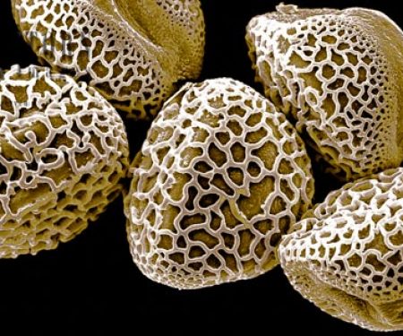 Scanning Electron micrograph (SEM): Lily Pollen grains, Lilium sp.; Magnification x 650 (if printed 10.5 cm wide)