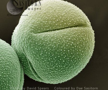 SEM: Cactus Pollen